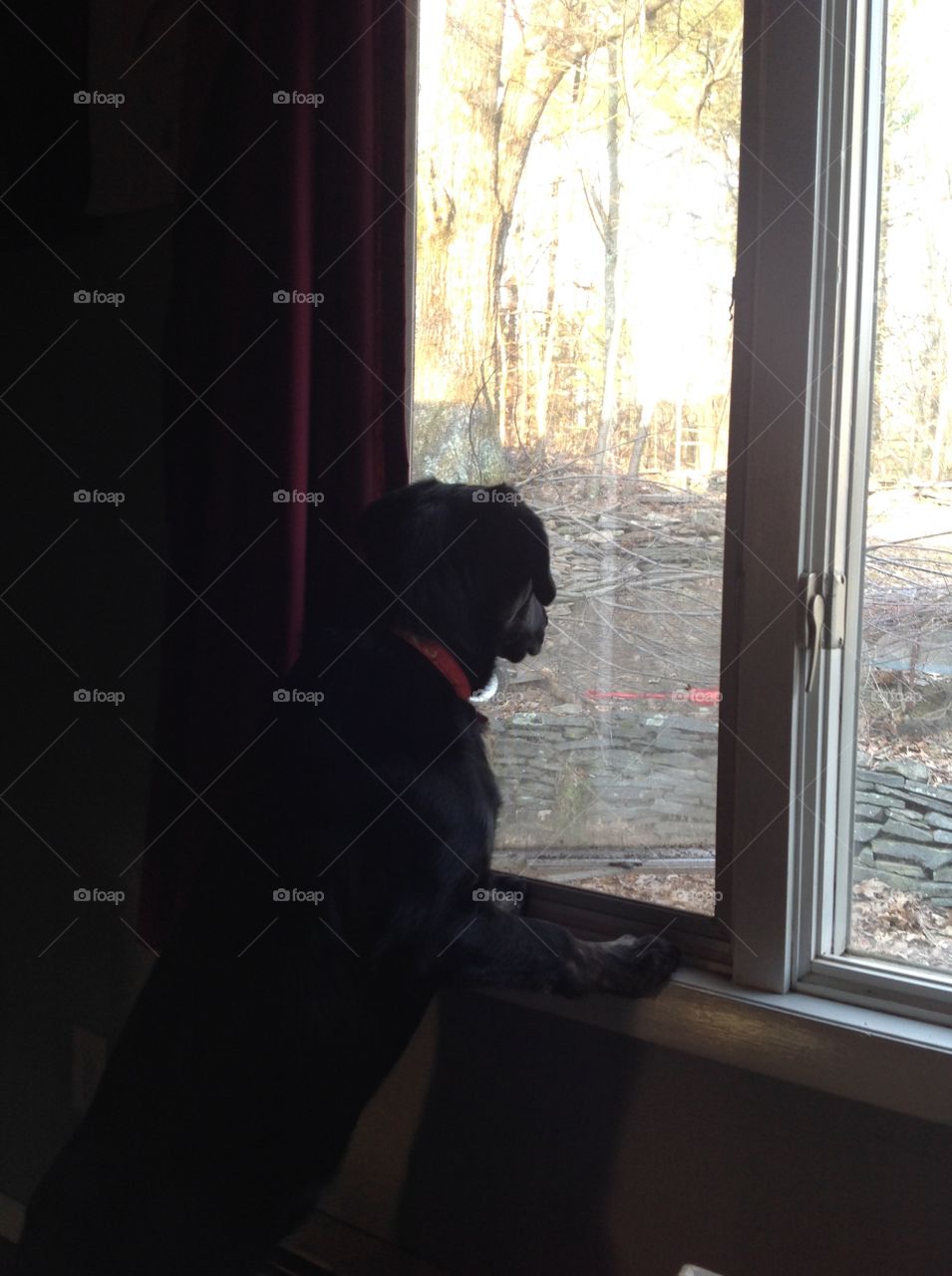 Window, People, Dog, Backlit, Girl
