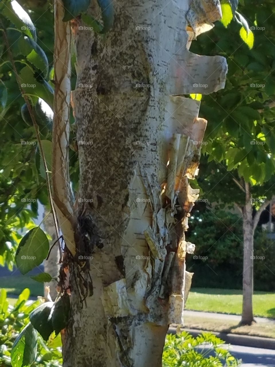 peeling bark