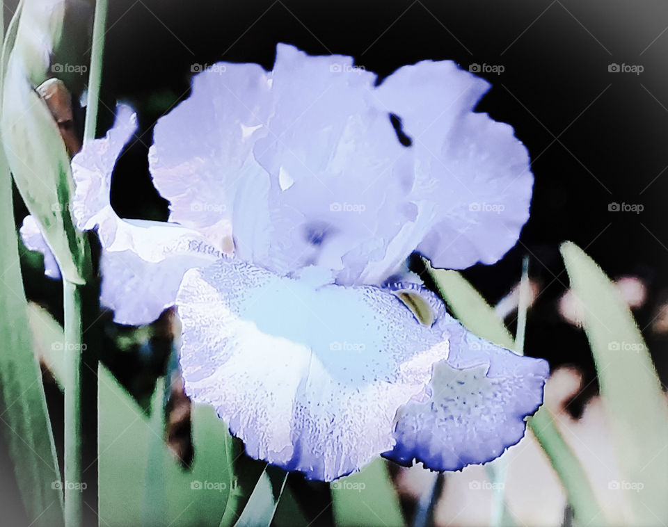 Beautiful Iris flower