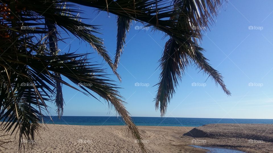 Sun,beach and palm trees
