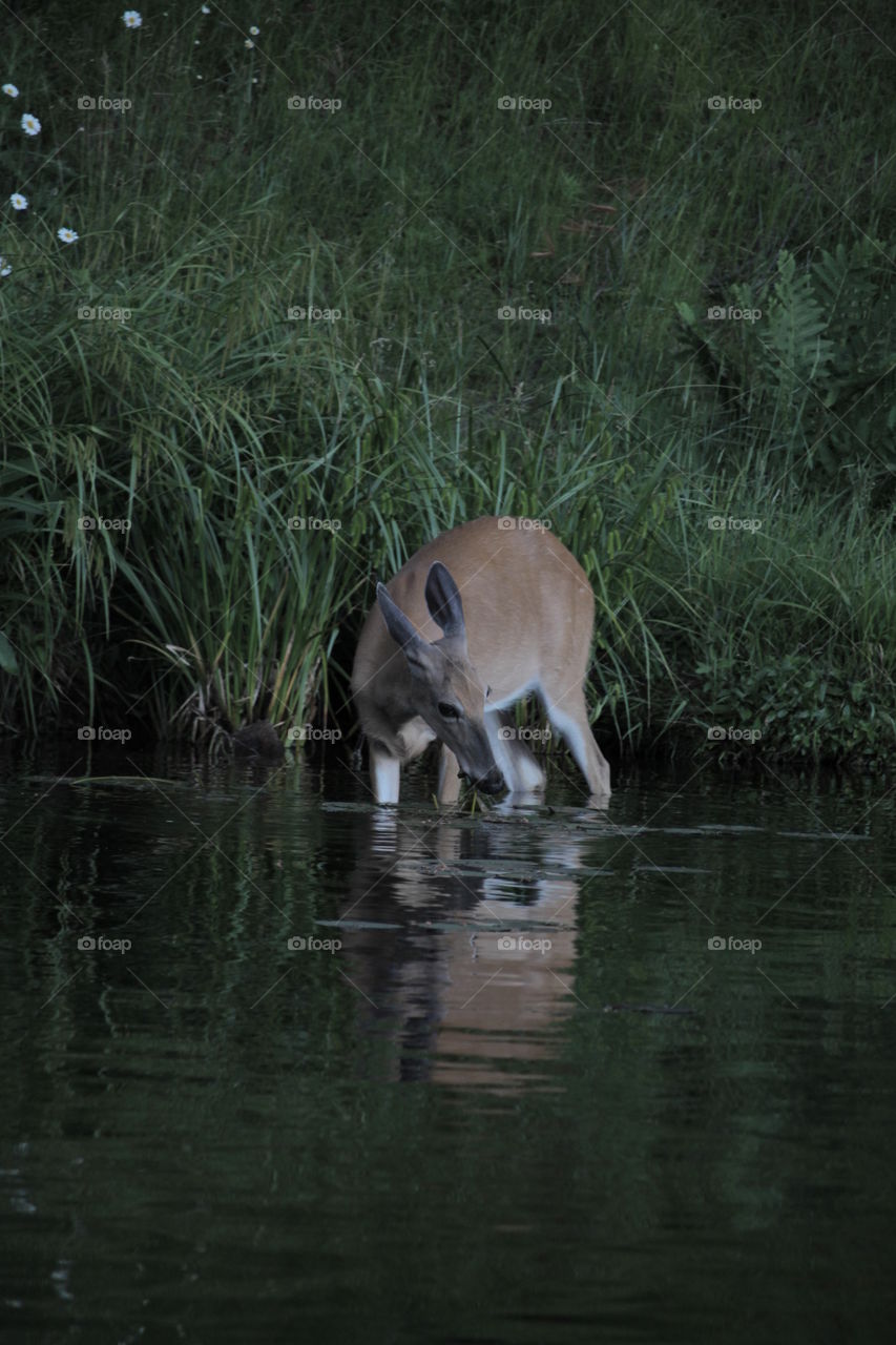 Deer drinking from river
