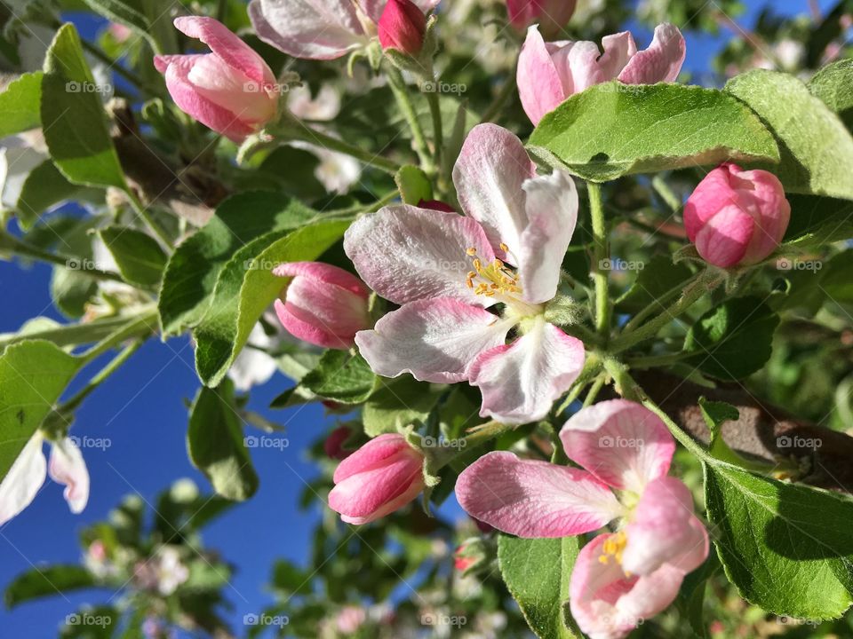 Apple blossoms 