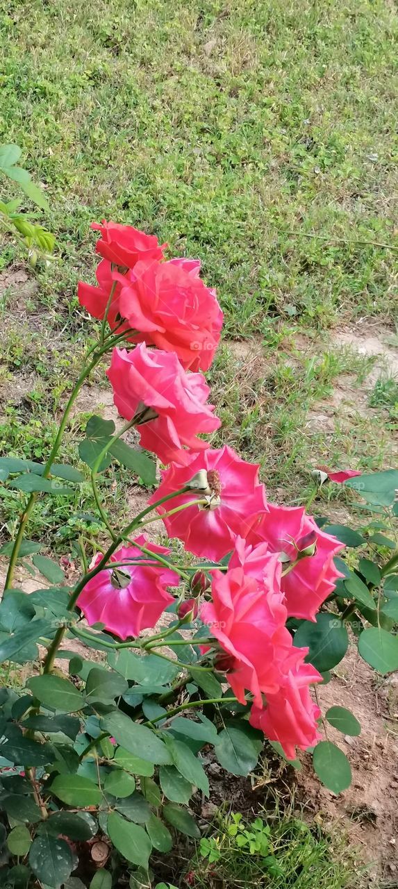 Chinese rose