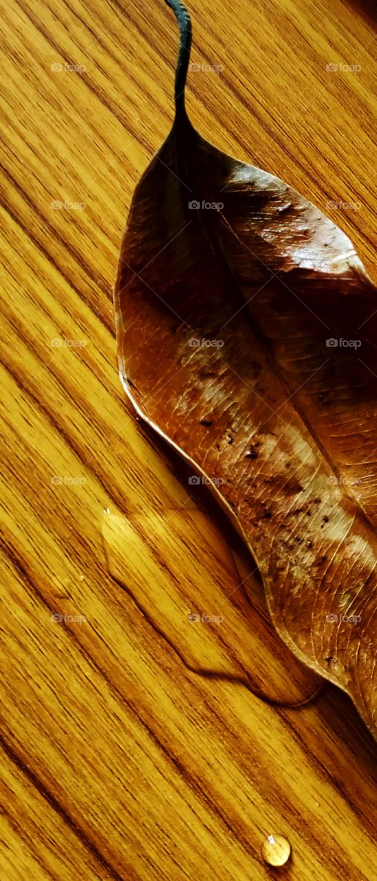 Leaf leave the tree ,ready to exhaust in nature