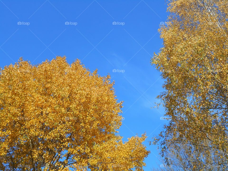 golden autumn