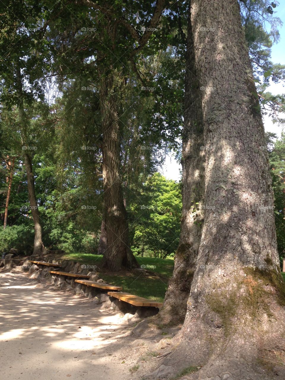 Pathway under old trees