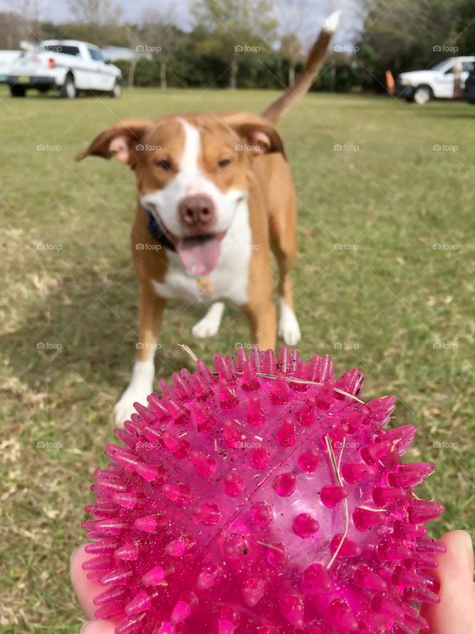 A good dog and his pink ball