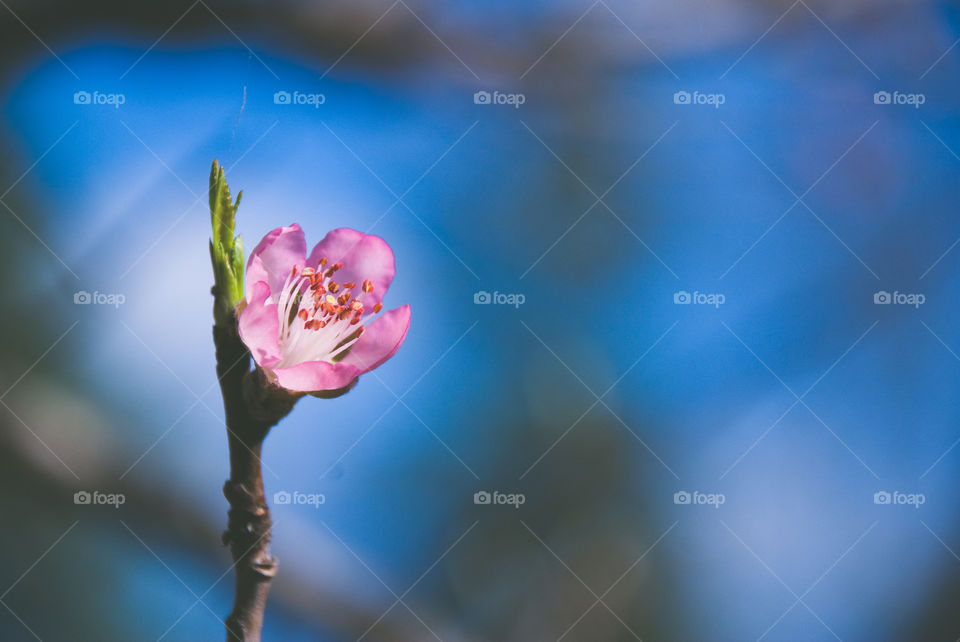 Single Apple Blossom