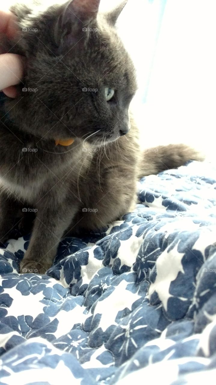 Grey Cat Cuddles
