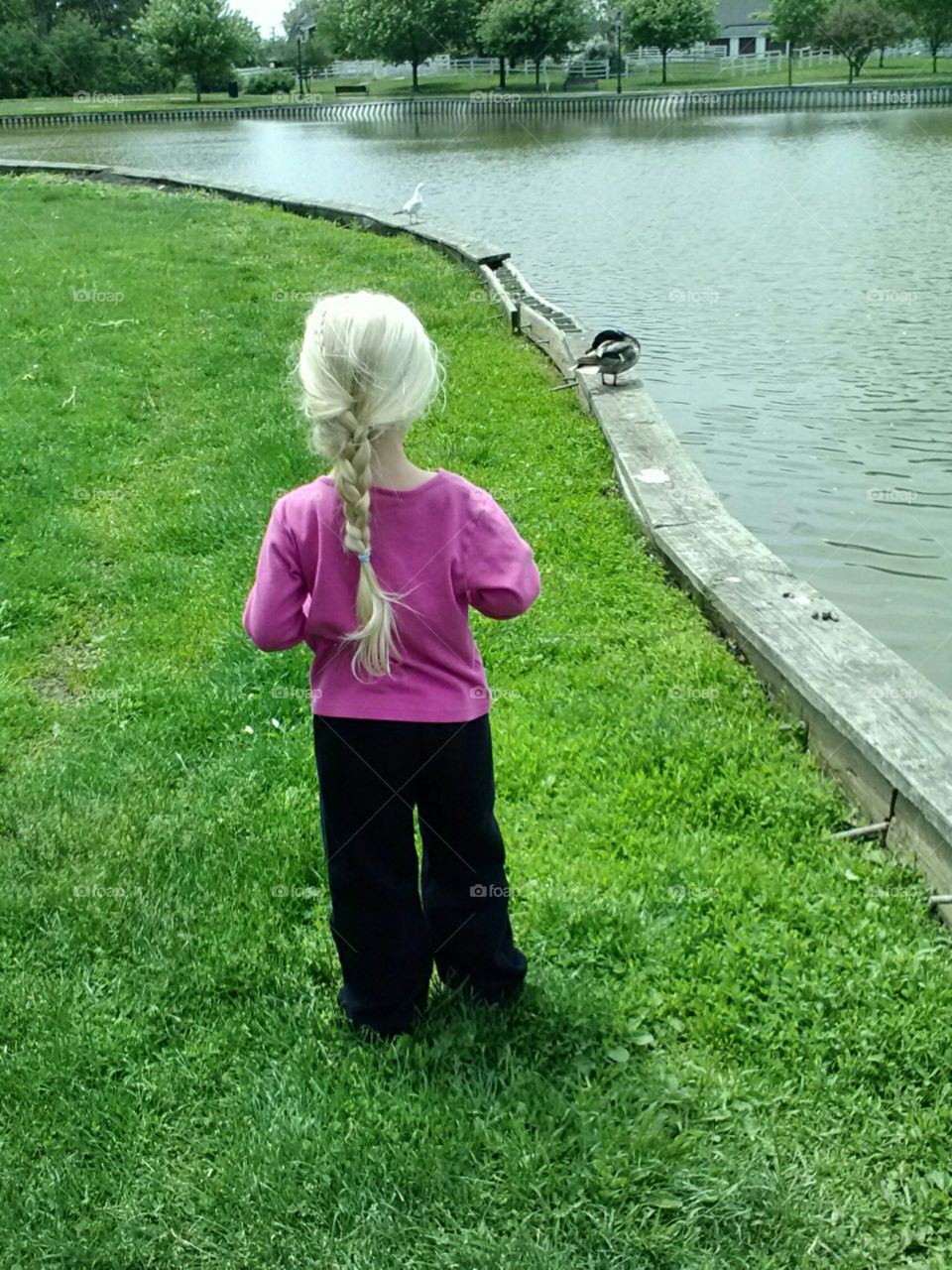 Feeding Ducks