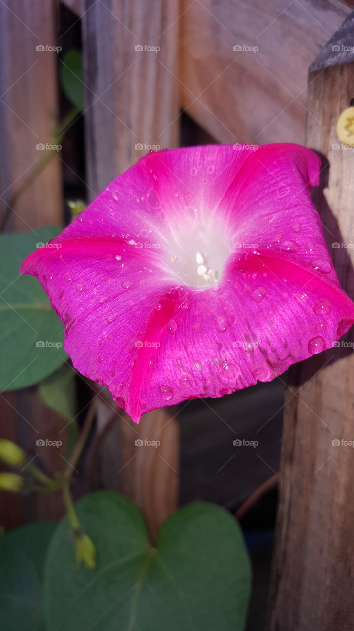 Nature, Flower, No Person, Summer, Color