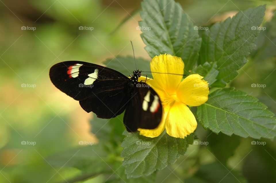 Butterfly on yellow flower. Butterfly on yellow flower