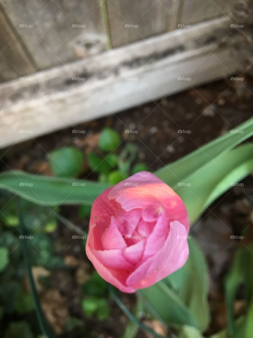 Closed Tulip