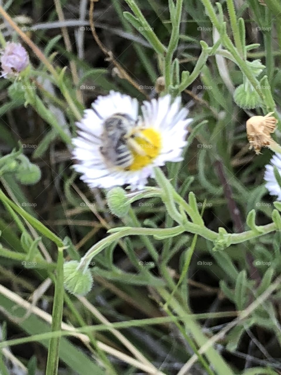 Bee