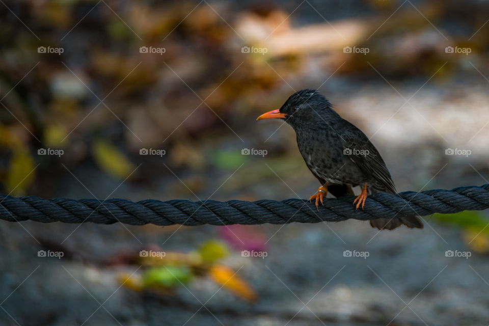 Black bird perching on rope