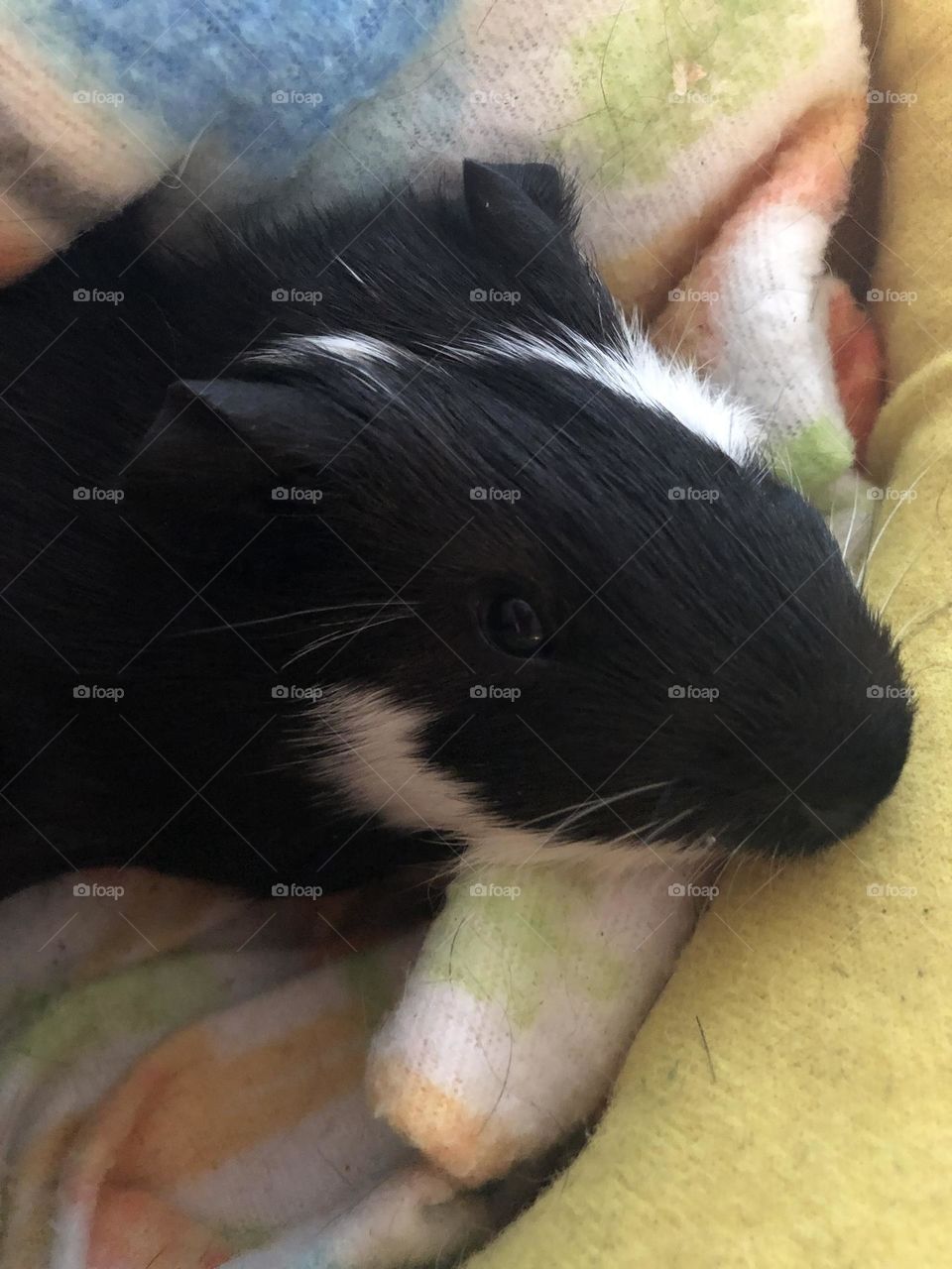 Close up with Jake / he is handsome little boy black & white colors 