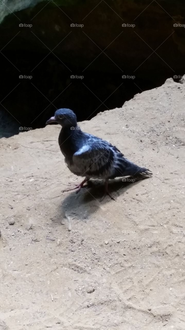 wet pigeon