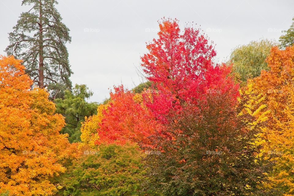 autumn tree in the park