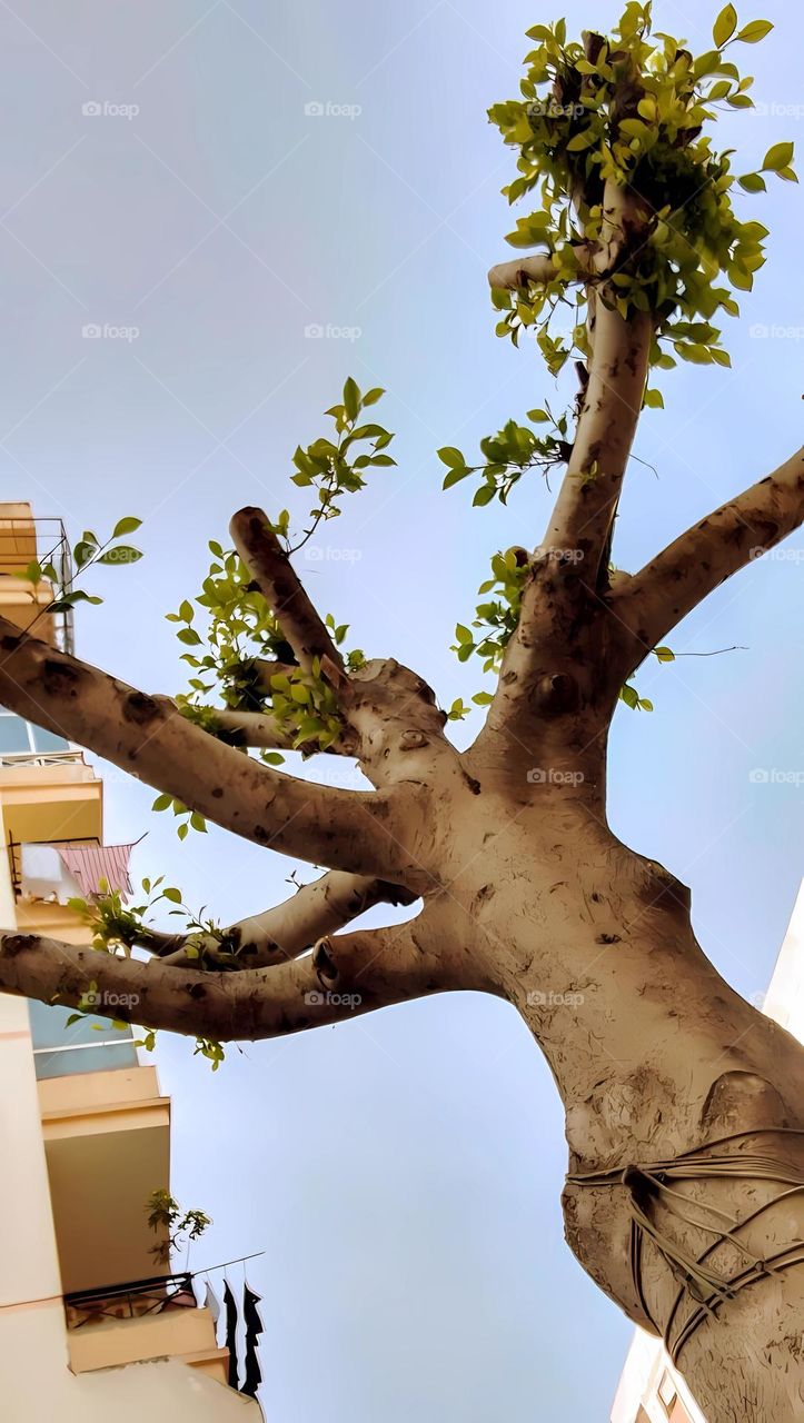 tree branches leaves