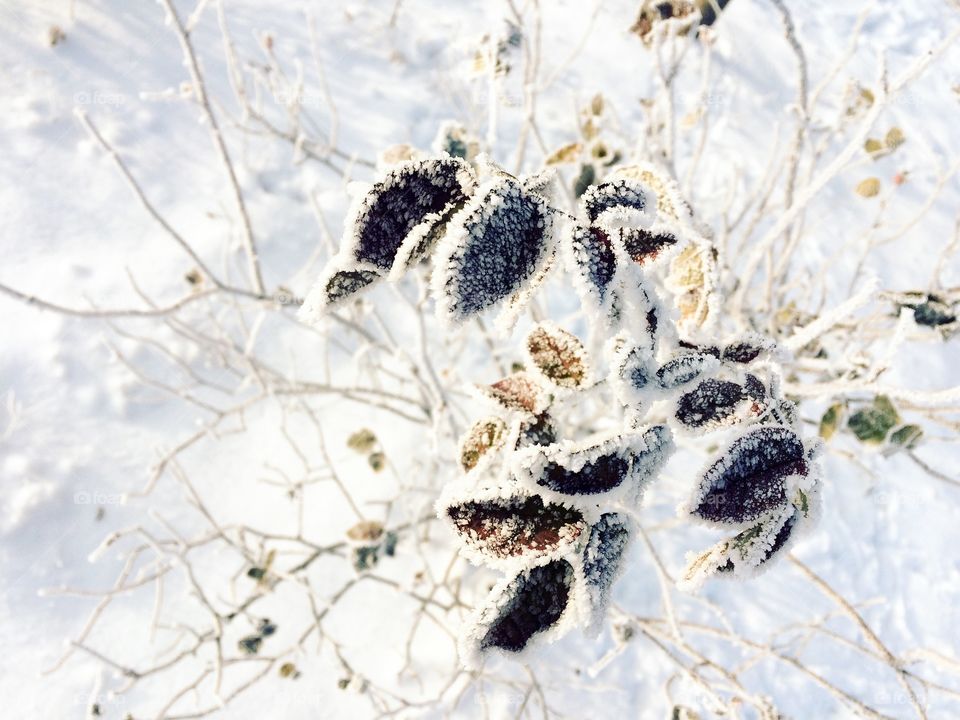 winter snow and frozen bush