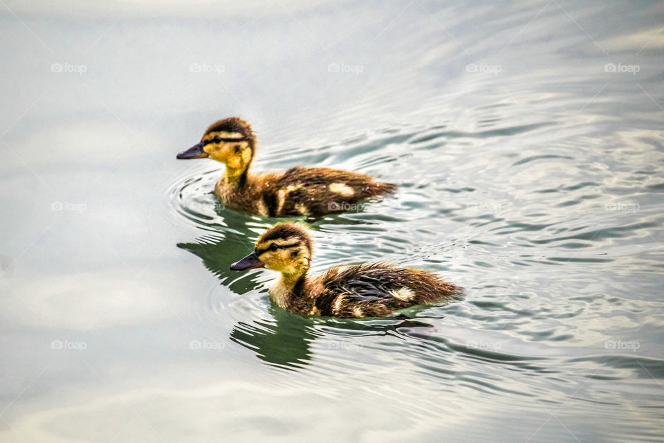 Two young wild ducks on the water swimming