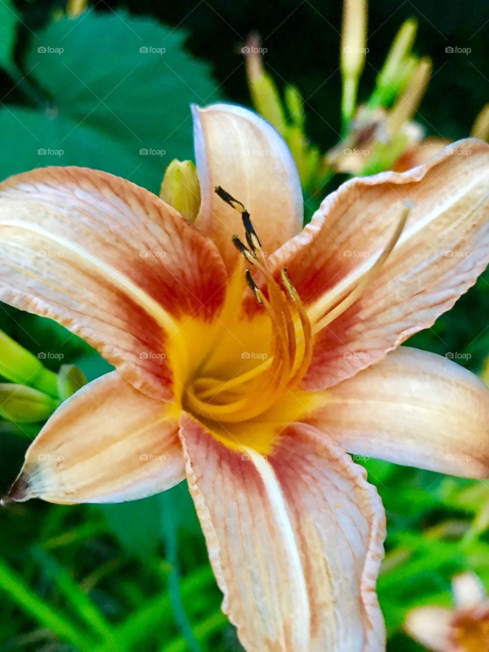 Orange Tiger Lilly 