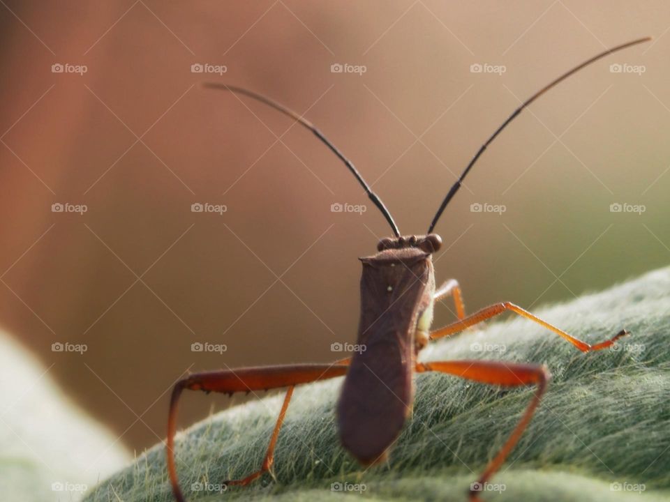 Leptocorisa oratorius