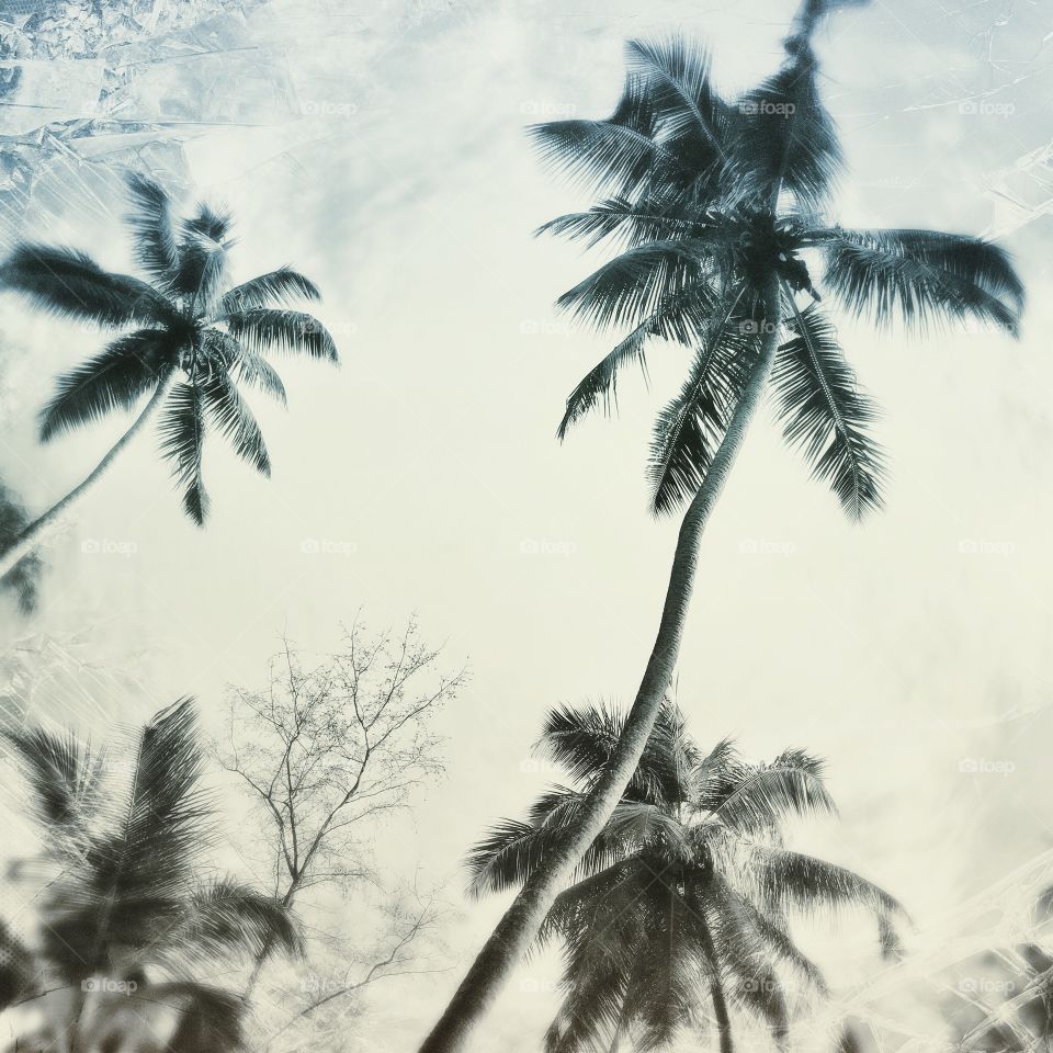 Palm, Beach, Coconut, Tropical, Tree
