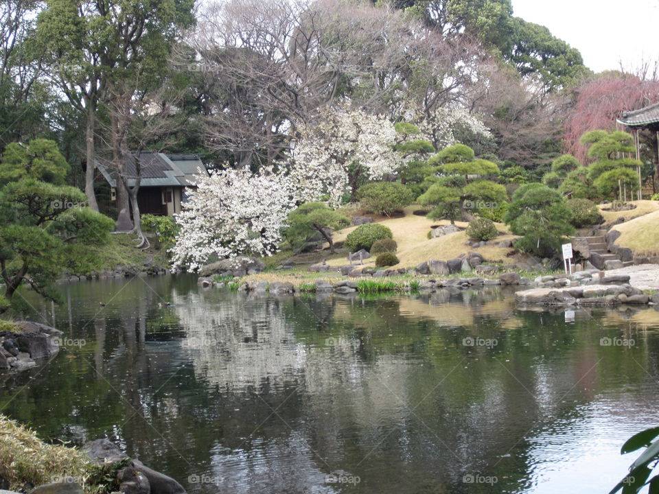 Asakusa Kannon. Sensoji Buddhist Temple and Gardens. Tokyo, Japan. Lake and Trees  in Springtime. Zen