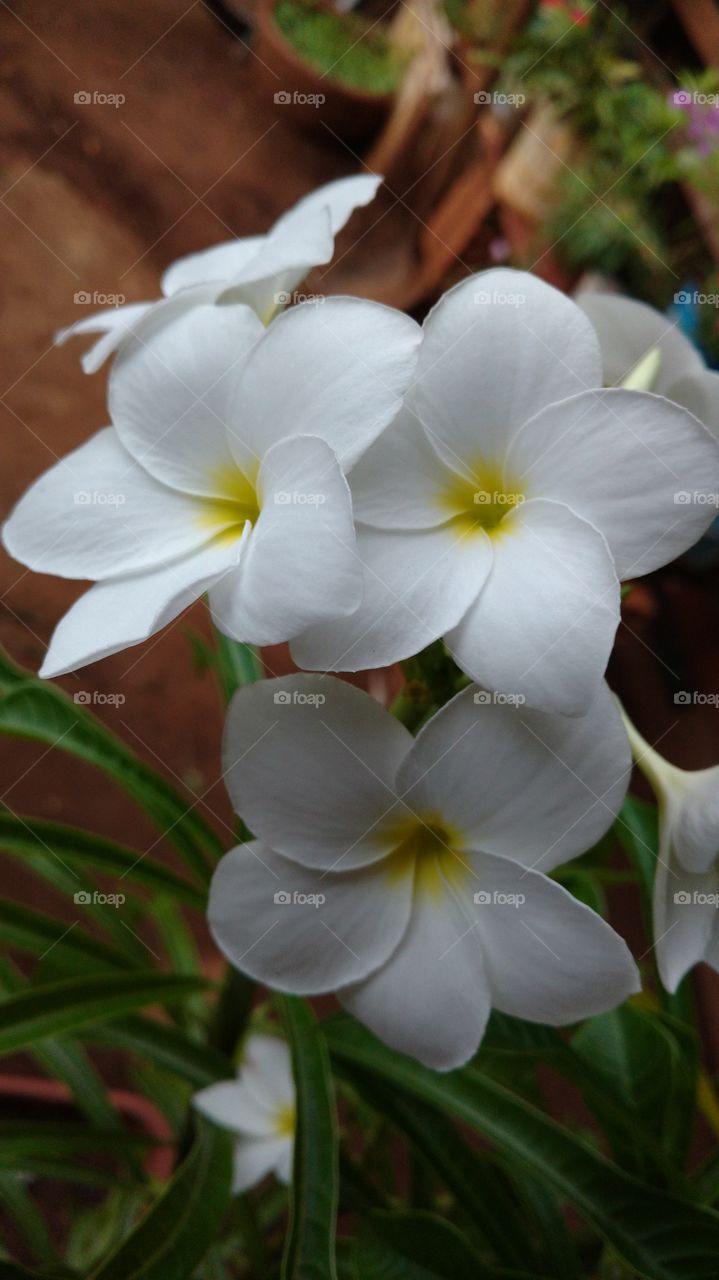 Flores brancas.