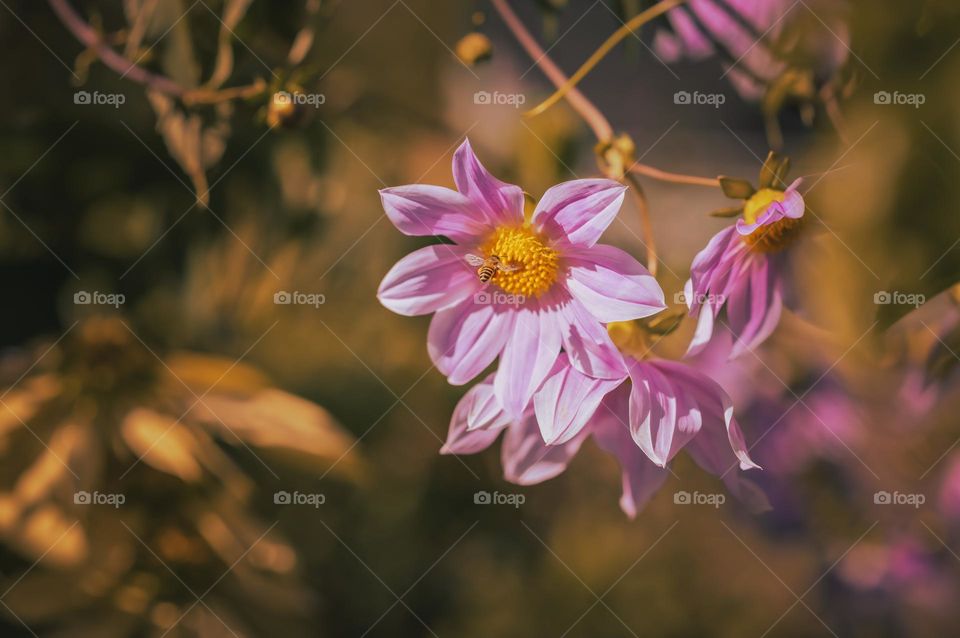 A honeybee trying to enjoy the nectar of a flower