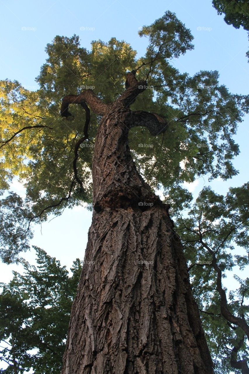 Tree in Central Park