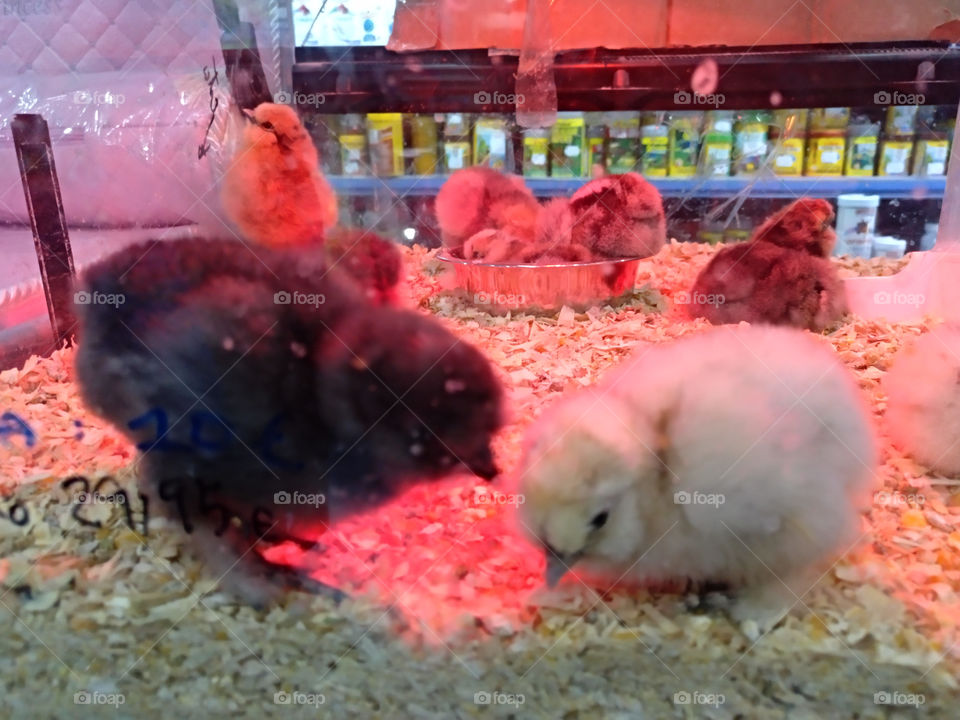 pollitos en una incubadora esperando dueño en una tienda de mascotas. son preciosos y juguetones