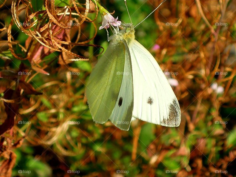 Schmetterling