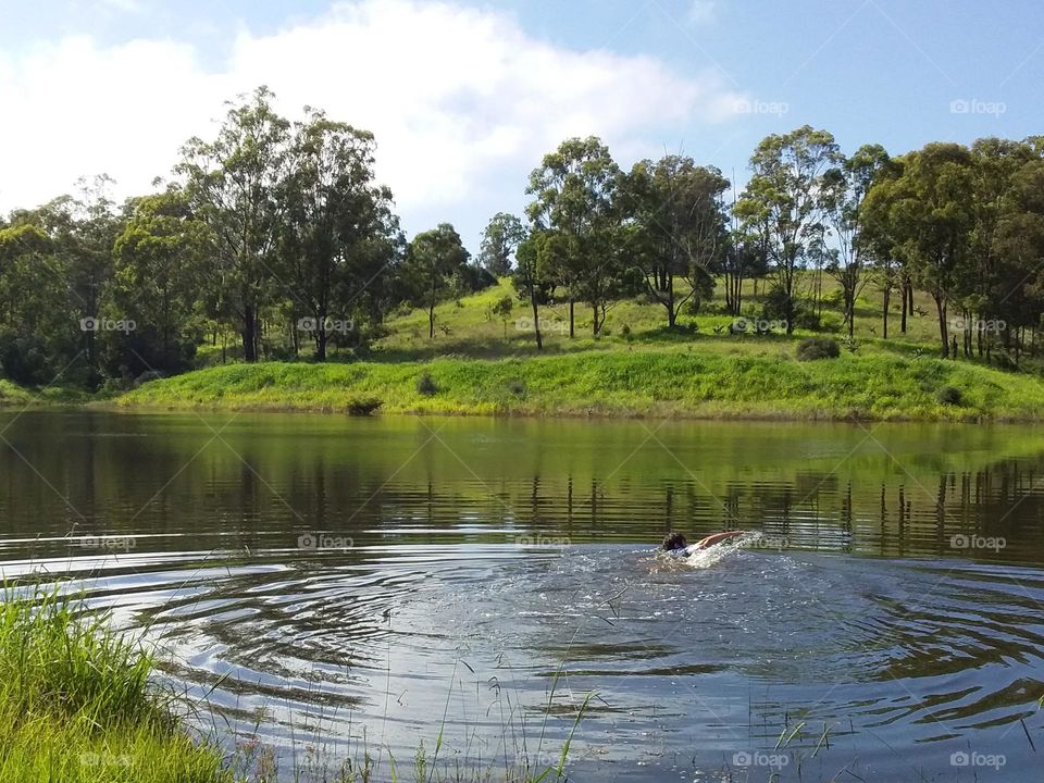 Farm dam with green grass and trees around and ripples in the water