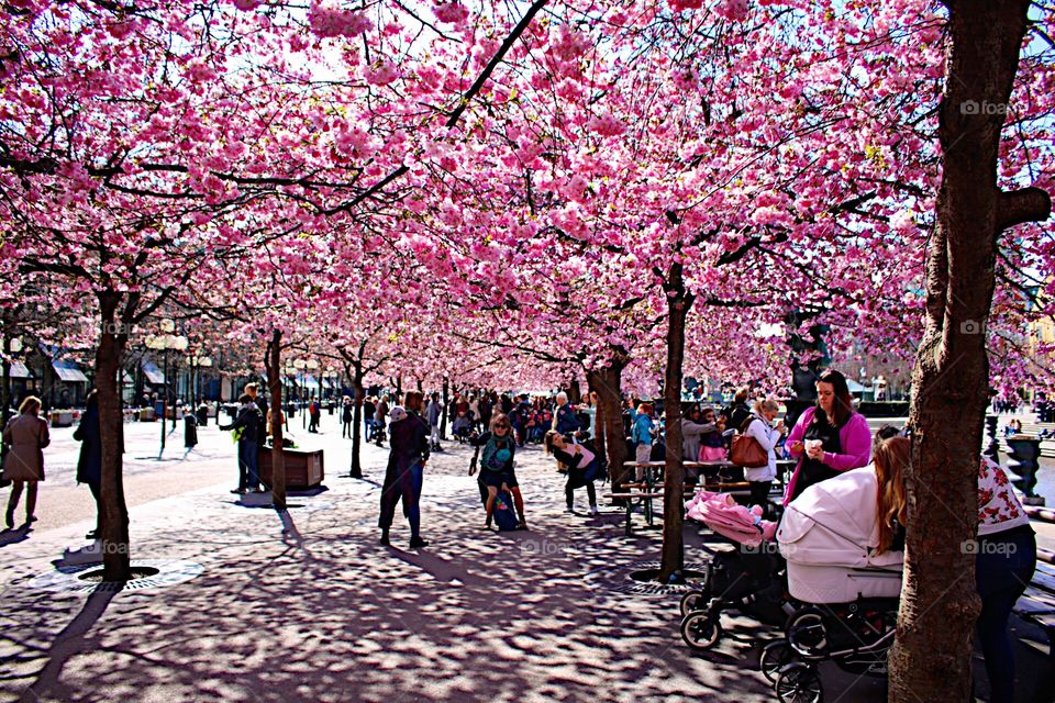 Beautiful Cherry trees! 