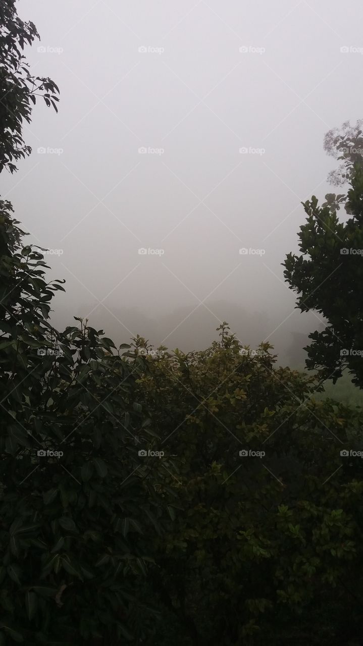 fog  and tree