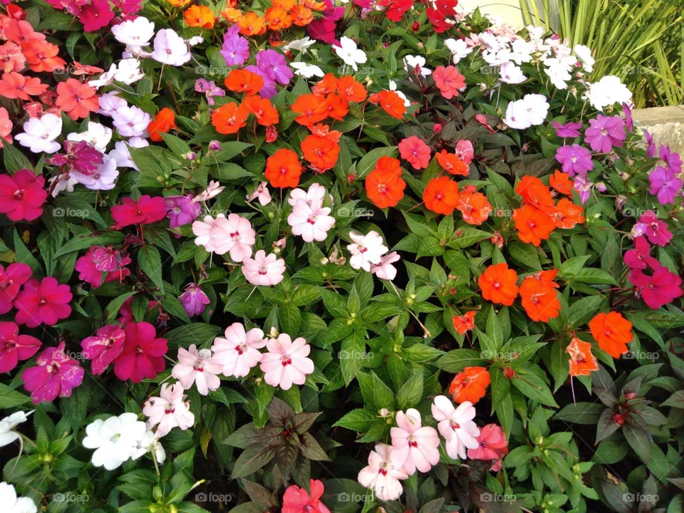 Flor