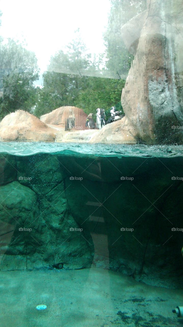 Zoo 8. penguins