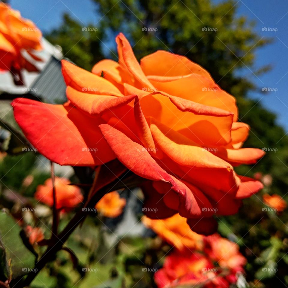 A rose bush in full bloom, red and orange guess emphasised by the warm summer sunlight. Photo taken in the home garden in southern California.