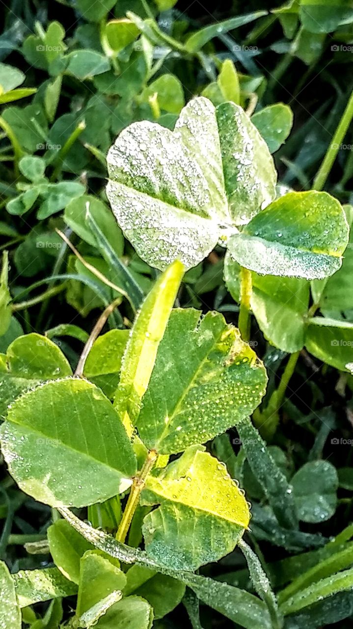 morning dew