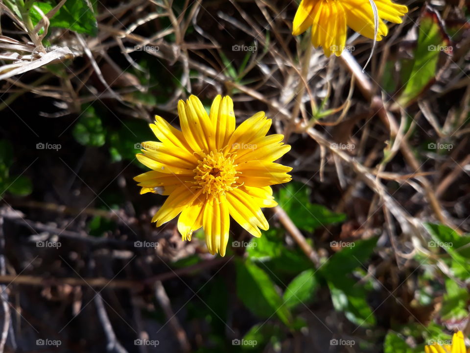 Flower in yellow colour growing in the Wild.