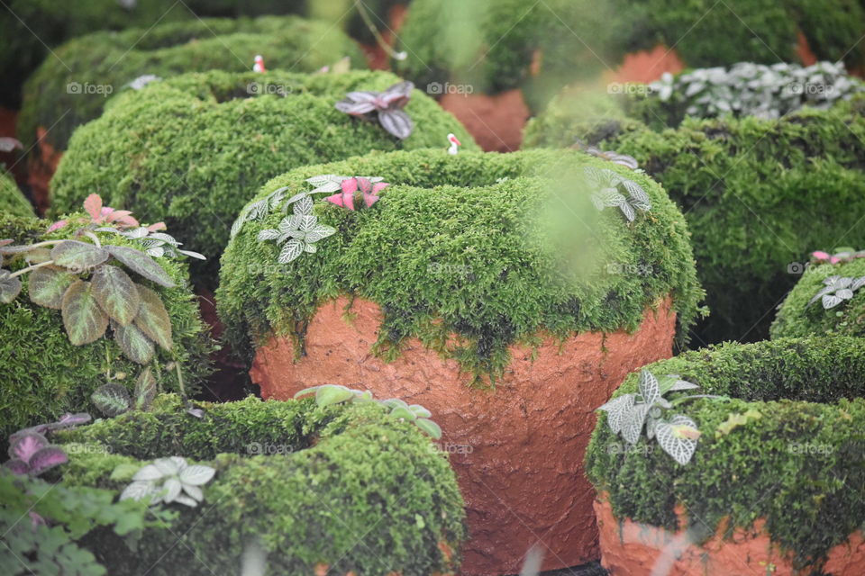 green moss on the clay pot in the garden.