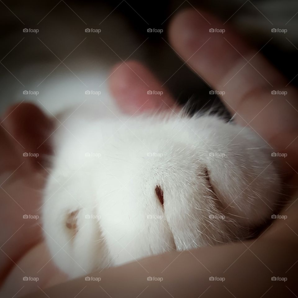 Human holding Cat's paw while the cat is asleep