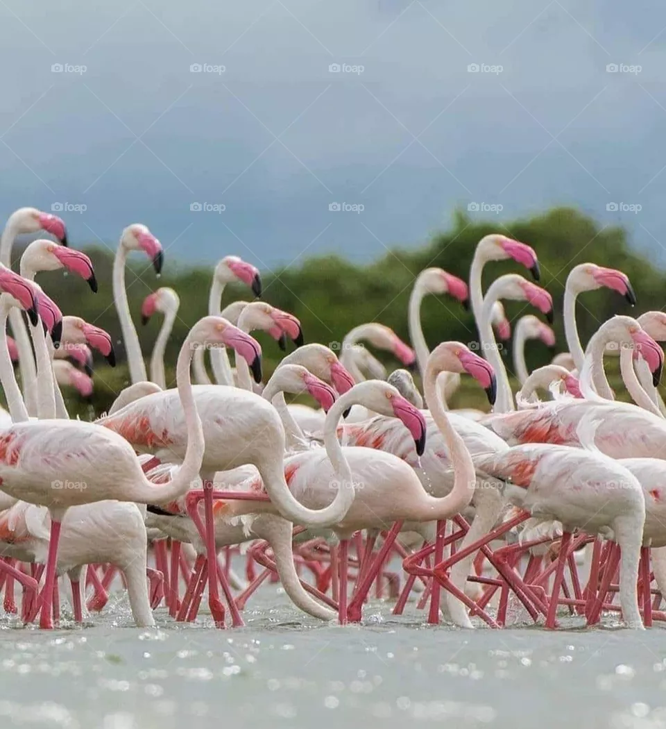 birds