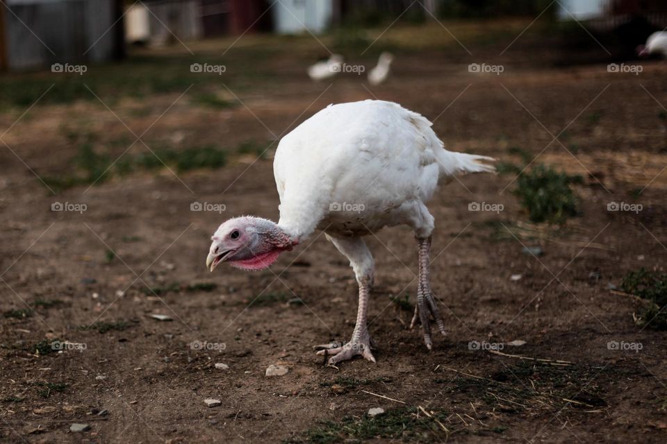 graceful turkey