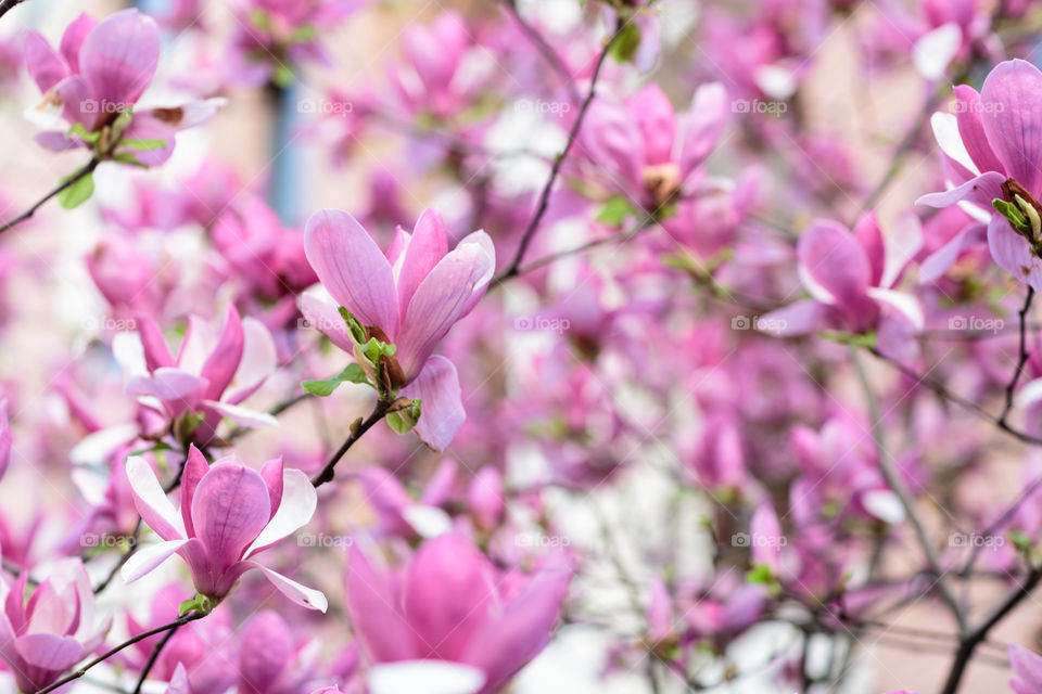 Blooming magnolia tree outdoor 