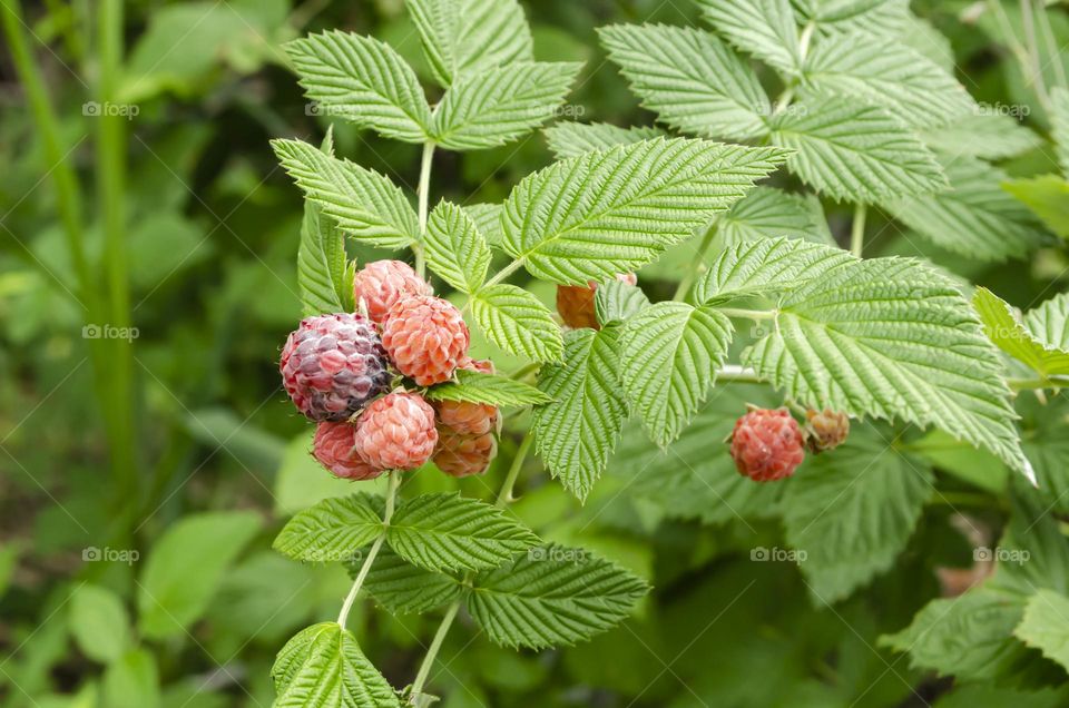 Unripe Black Raspberries On Tree