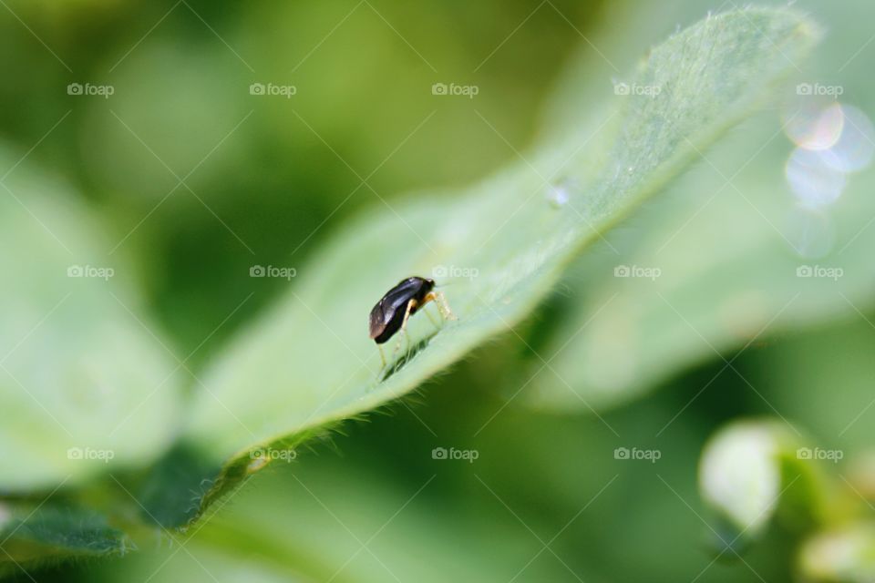 Beetle on plants