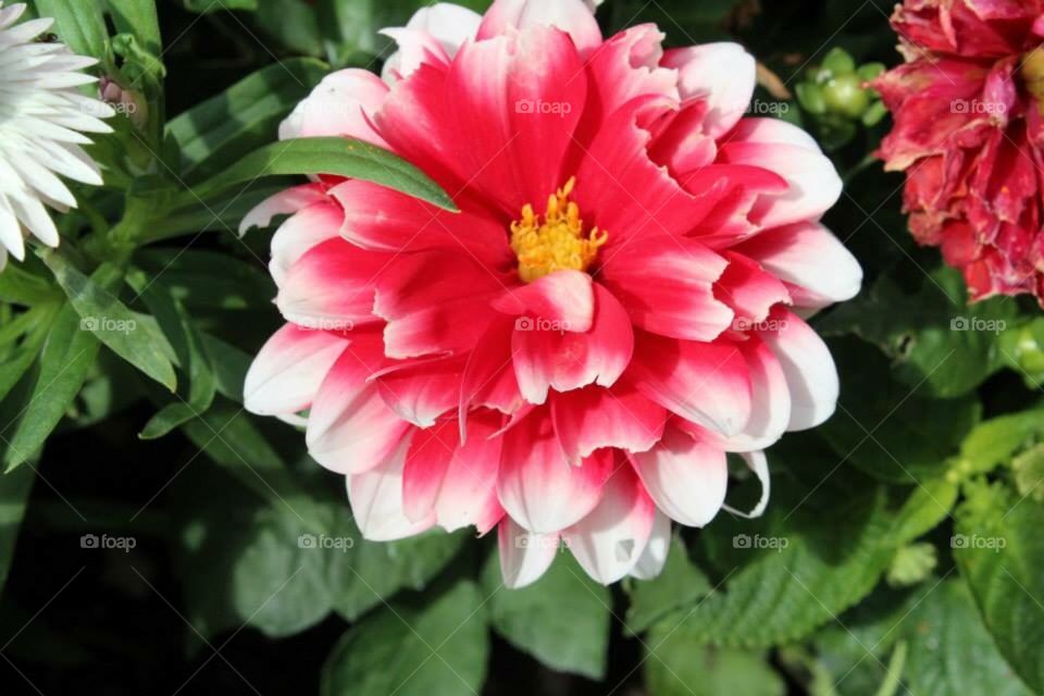 Pretty red and white flower 
